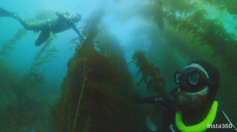 Freediving auf Catalina Island 
