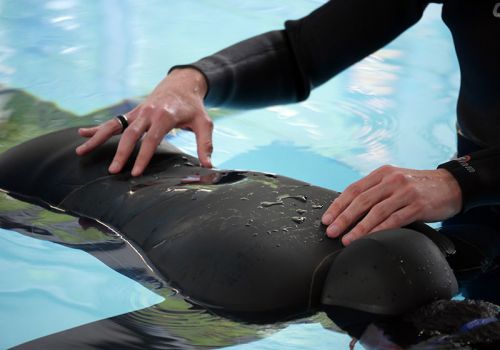 7. Deutsche Meisterschaften im Apnoetauchen – Freedive Munich war dabei